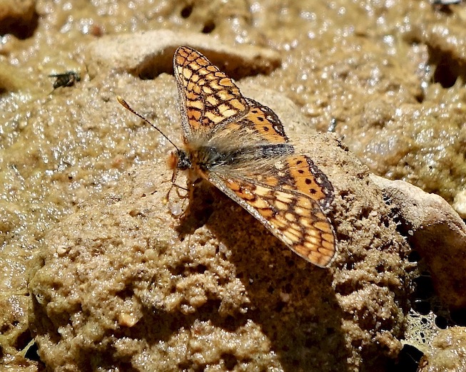 marsh fritillary